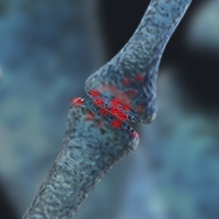 Fibromyalgia and the Nervous System